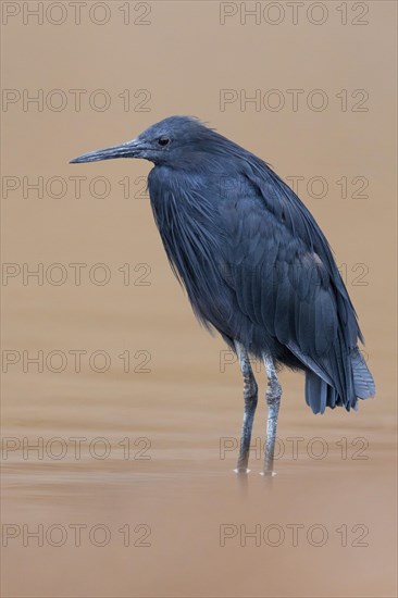 Black Heron