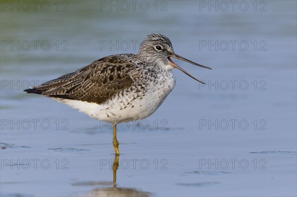 Greenshank