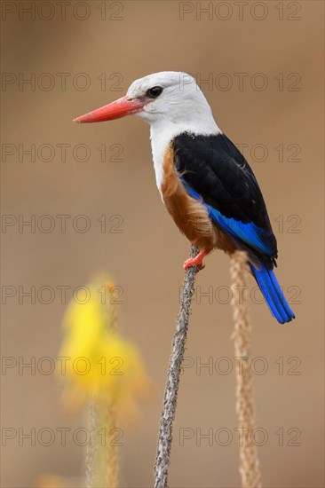 Grey-headed kingfisher