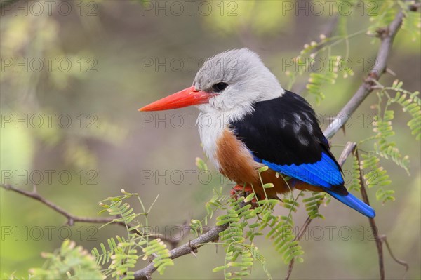 Grey-headed kingfisher