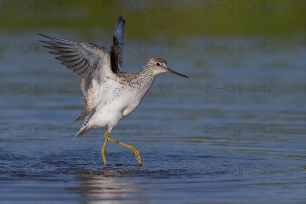 Marsh Sandpiper