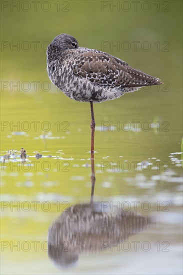 Spotted Redshank