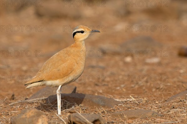 Cream-colored courser