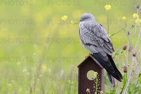 Montagu's Harrier