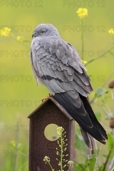 Montagu's Harrier