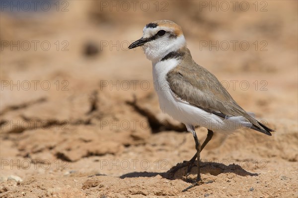 Kentish Plover