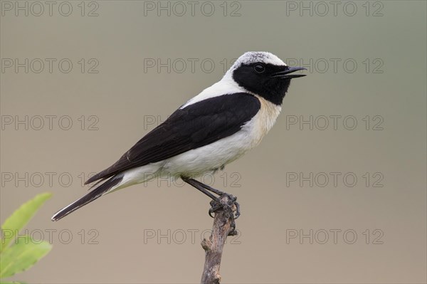 Black-eared Wheatear