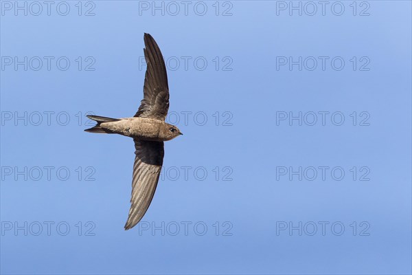 Cape Verde Swift