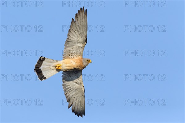 Lesser Kestrel