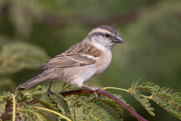 Iago Sparrow