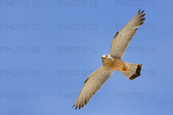 Lesser Kestrel