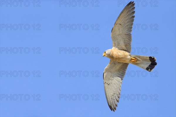 Lesser Kestrel