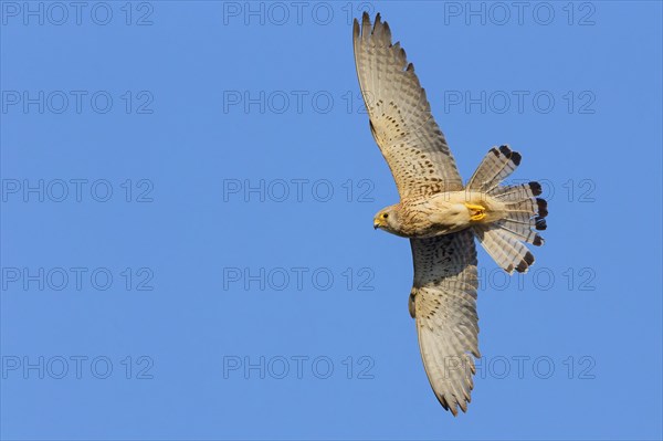 Lesser Kestrel