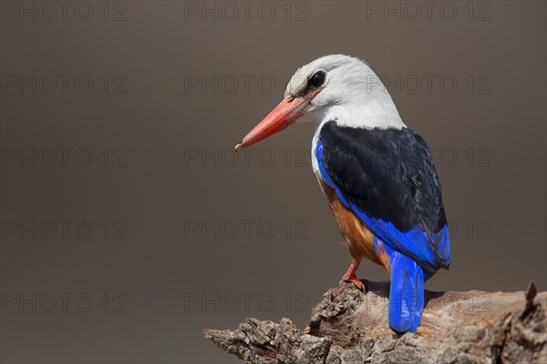 Grey-headed Kingfisher