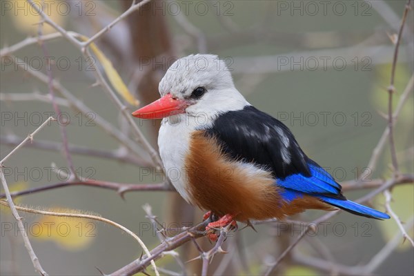 Grey-headed Kingfisher