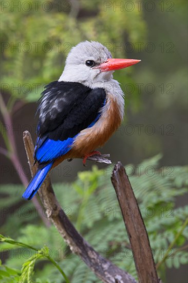 Grey-headed Kingfisher