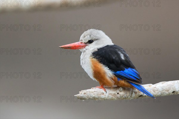 Grey-headed Kingfisher