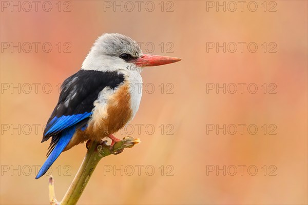 Grey-headed Kingfisher