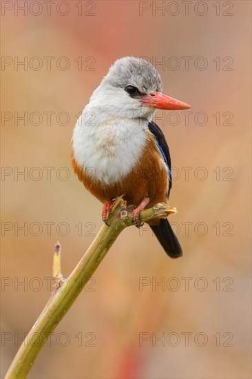 Grey-headed Kingfisher