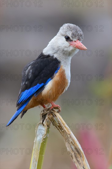 Grey-headed Kingfisher