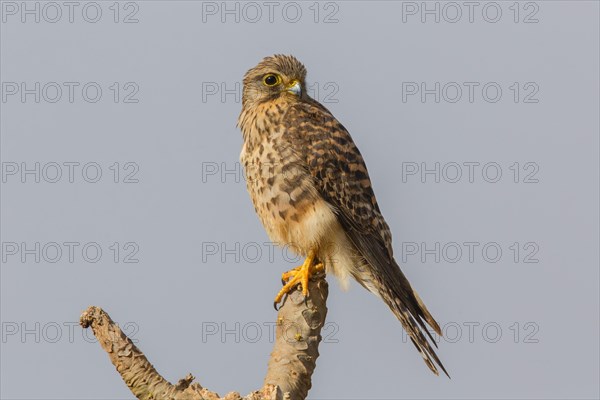 Neglected Kestrel