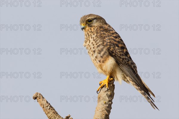 Neglected Kestrel