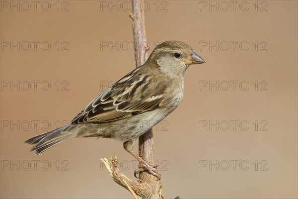 Spanish Sparrow