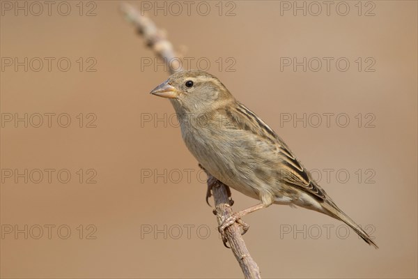 Spanish Sparrow