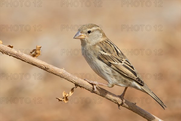 Spanish Sparrow