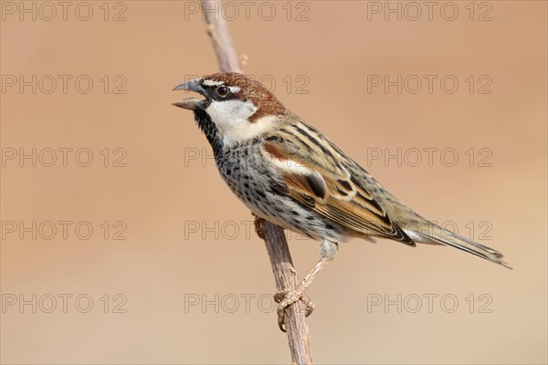 Spanish Sparrow