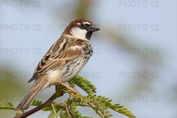 Spanish Sparrow