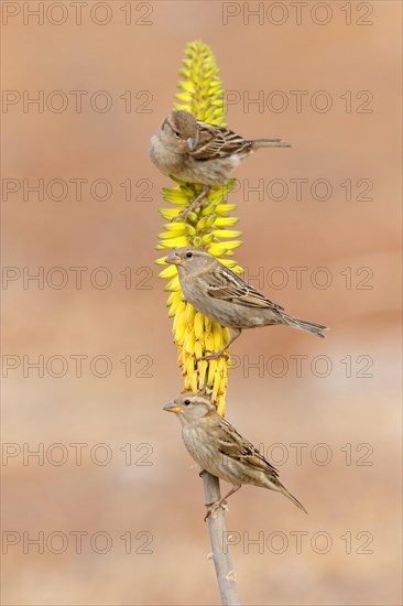 Spanish Sparrows