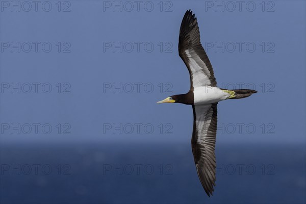 Brown Booby