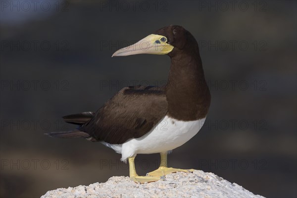 Brown Booby