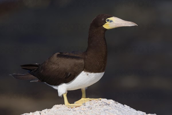 Brown Booby