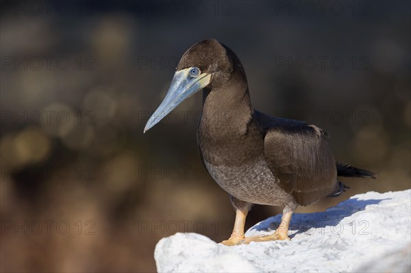 Brown Booby