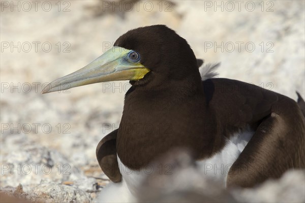 Brown Booby