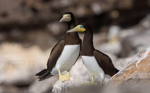 Brown Booby