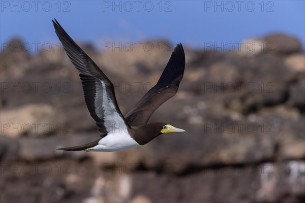 Brown Booby