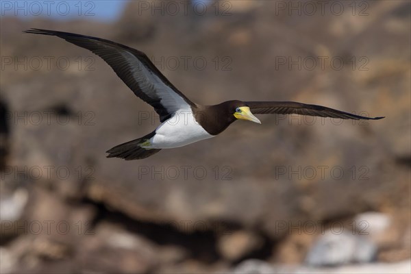 Brown Booby