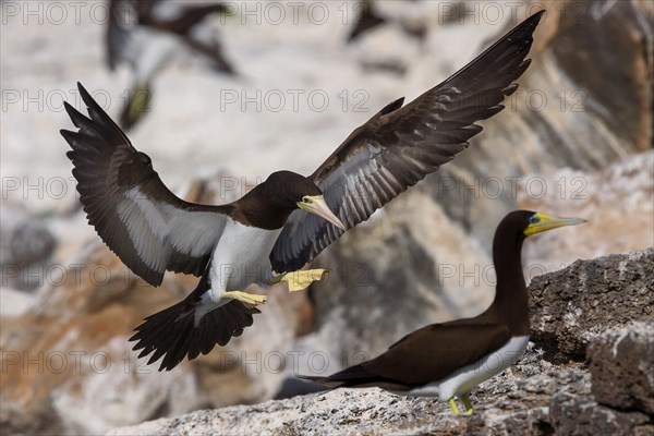 Brown Booby