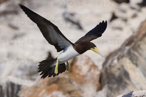 Brown Booby