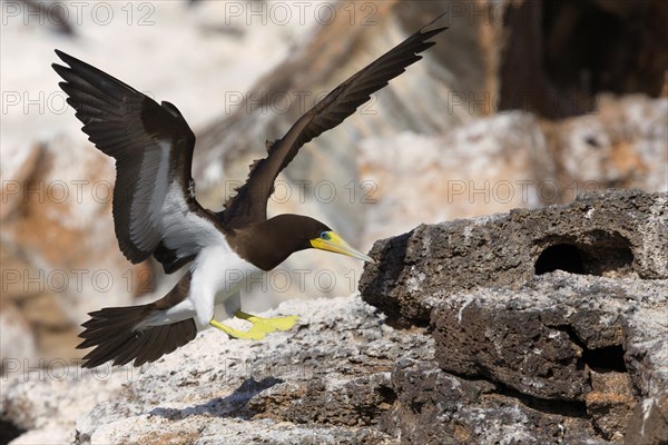 Brown Booby