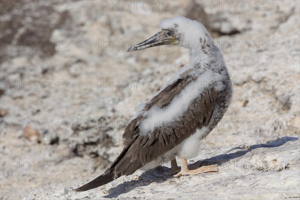 Brown Booby