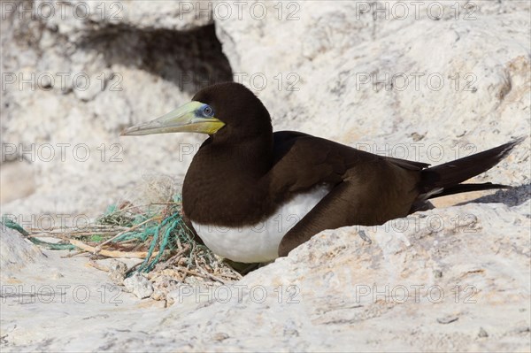 Brown Booby