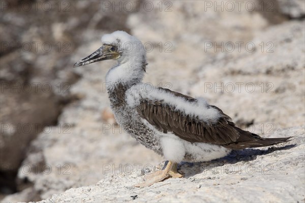 Brown Booby