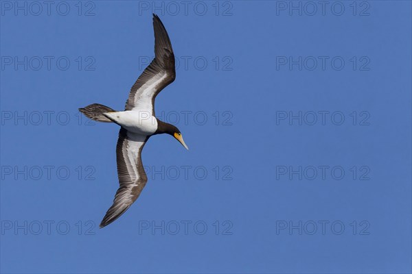 Brown Booby