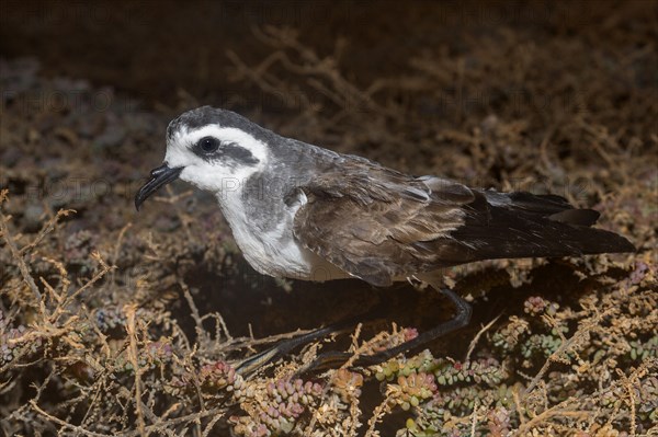 White-faced Storm Petrel or Frigate Petrel