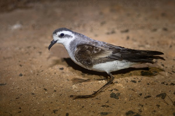 White-faced Storm Petrel or Frigate Petrel