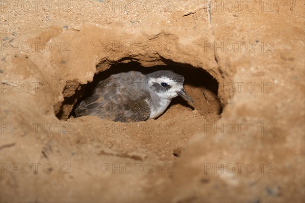 White-faced Storm Petrel or Frigate Petrel